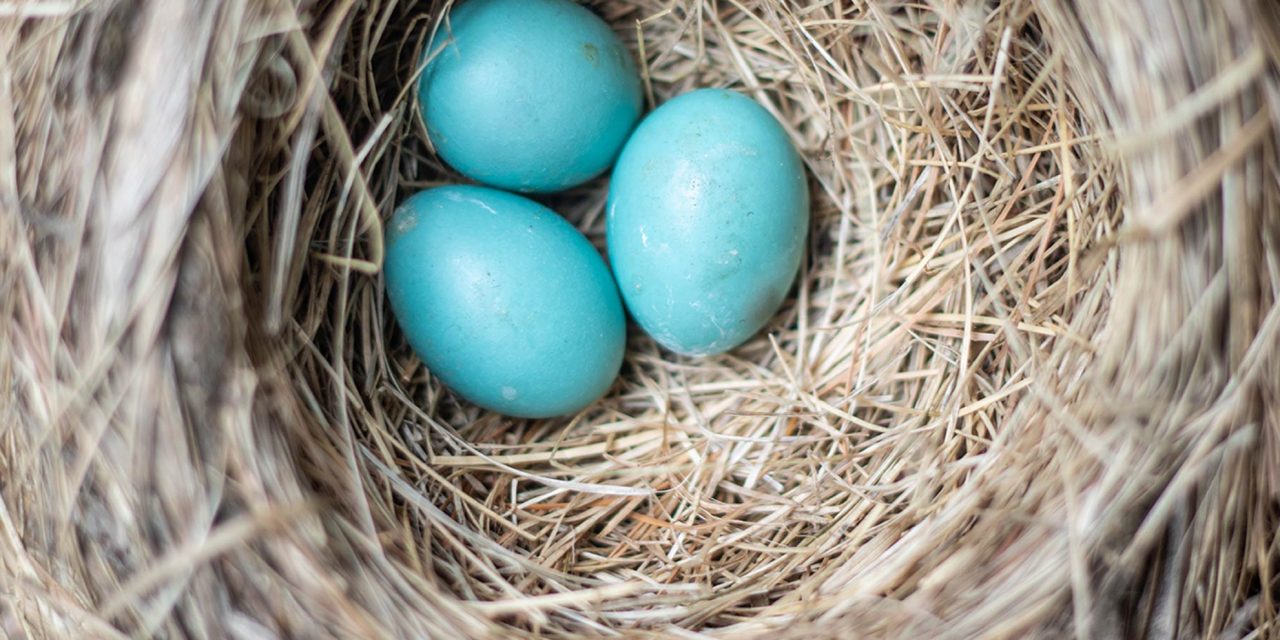 What You Need to Know About Twitter Video to Do It Well