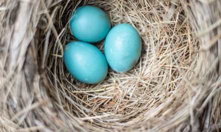 What You Need to Know About Twitter Video to Do It Well