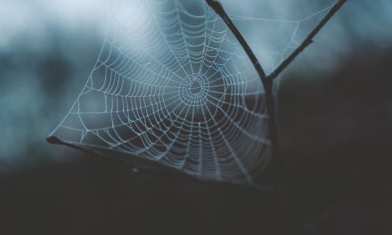 How to Use Video on Websites the Right Way