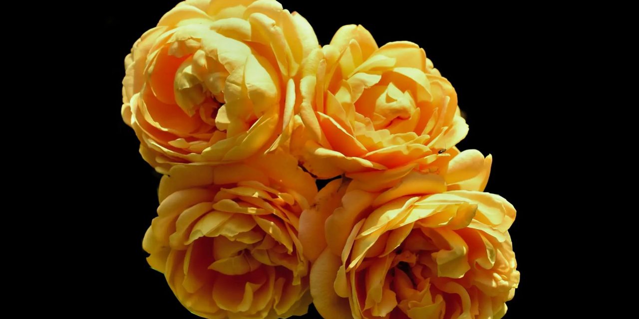 Four Solution Achievement Aspects | Roman Pichler