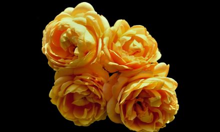 Four Solution Achievement Aspects | Roman Pichler