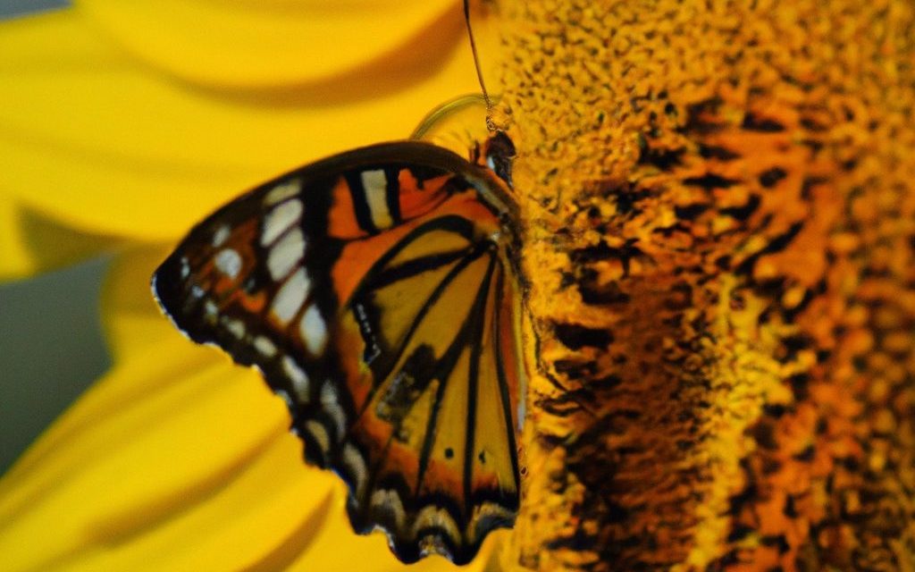 How can AI image generation with DALL·E 2 be used in digital marketing?