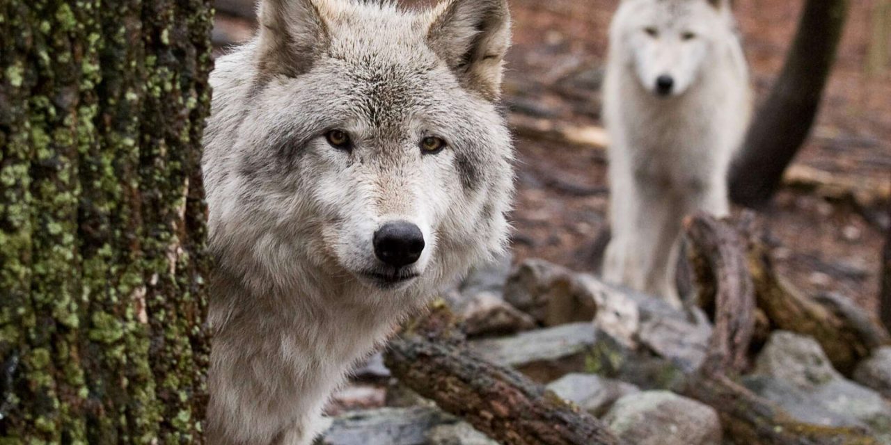 Always Have A Virtual Event Backup Plan