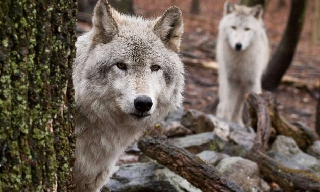 Always Have A Virtual Event Backup Plan