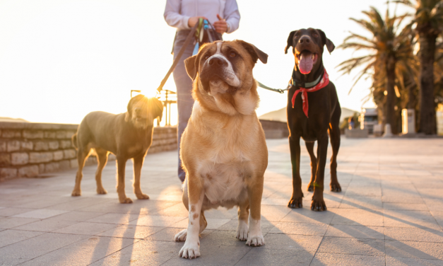 How to Start a Dog Walking Business