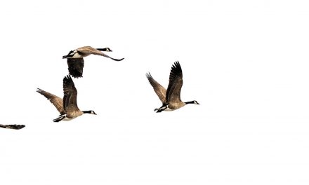 Foremost with no Remaining the Manager: Recommendations for Solution Folks