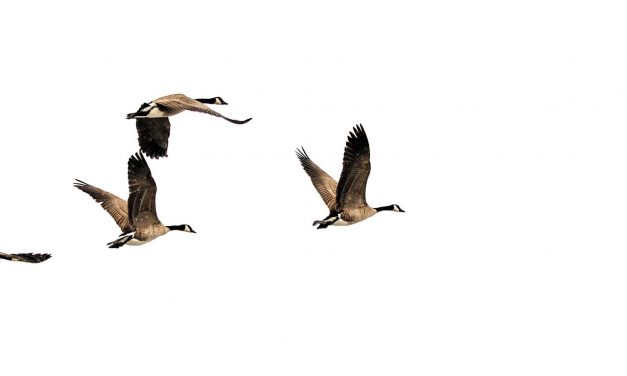 Foremost with no Remaining the Manager: Recommendations for Solution Folks