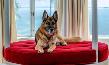 Gunther VI, The World’s Richest Dog with a Net Value of $500 Million