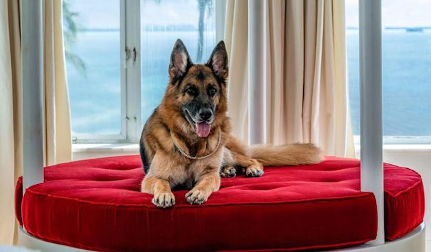 Gunther VI, The World’s Richest Dog with a Net Value of $500 Million
