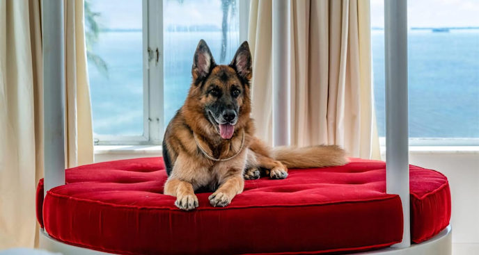 Gunther VI, The World’s Richest Dog with a Net Value of $500 Million
