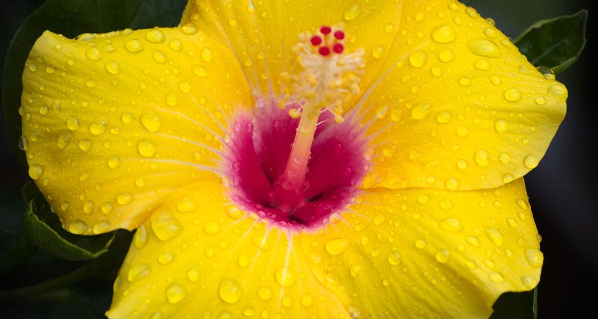 Product Gardening. What we can learn about your product’s… | by Kimberly Shyu | Mar, 2023