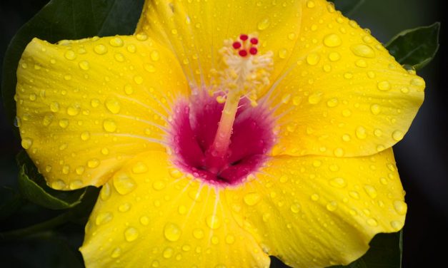 Product Gardening. What we can learn about your product’s… | by Kimberly Shyu | Mar, 2023