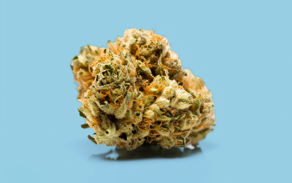 Sugar Queen strain review | GreenState