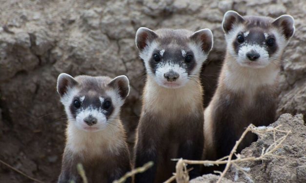 You’re Not a Manager of Multiple Teams, You’re a Leader: Tips for Leading Multiple Teams | by Lee Fischman | Jun, 2023