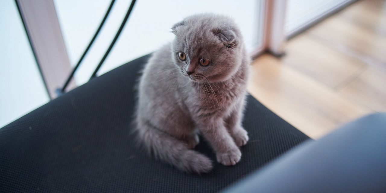 Why Cat Videos Are Your Variety 1 Advertising Competitor