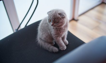 Why Cat Videos Are Your Variety 1 Advertising Competitor