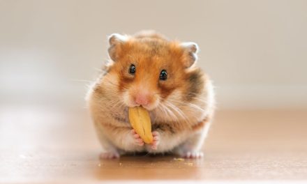 Google’s E-E-A-T: Here’s Everything You Need to Know