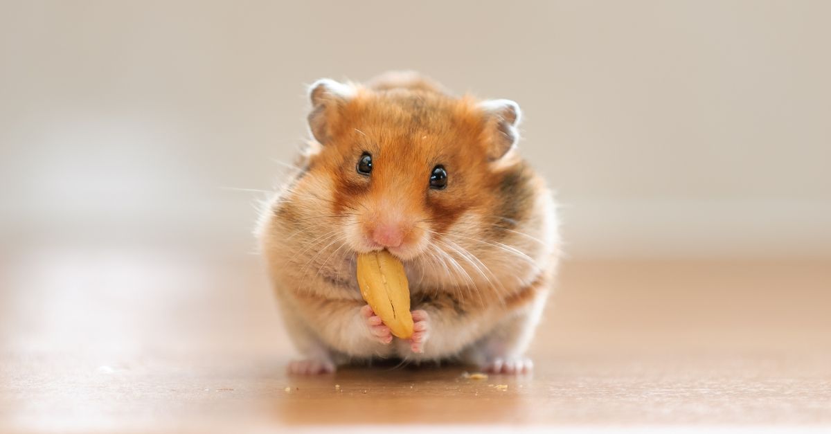 Google’s E-E-A-T: Here’s Everything You Need to Know